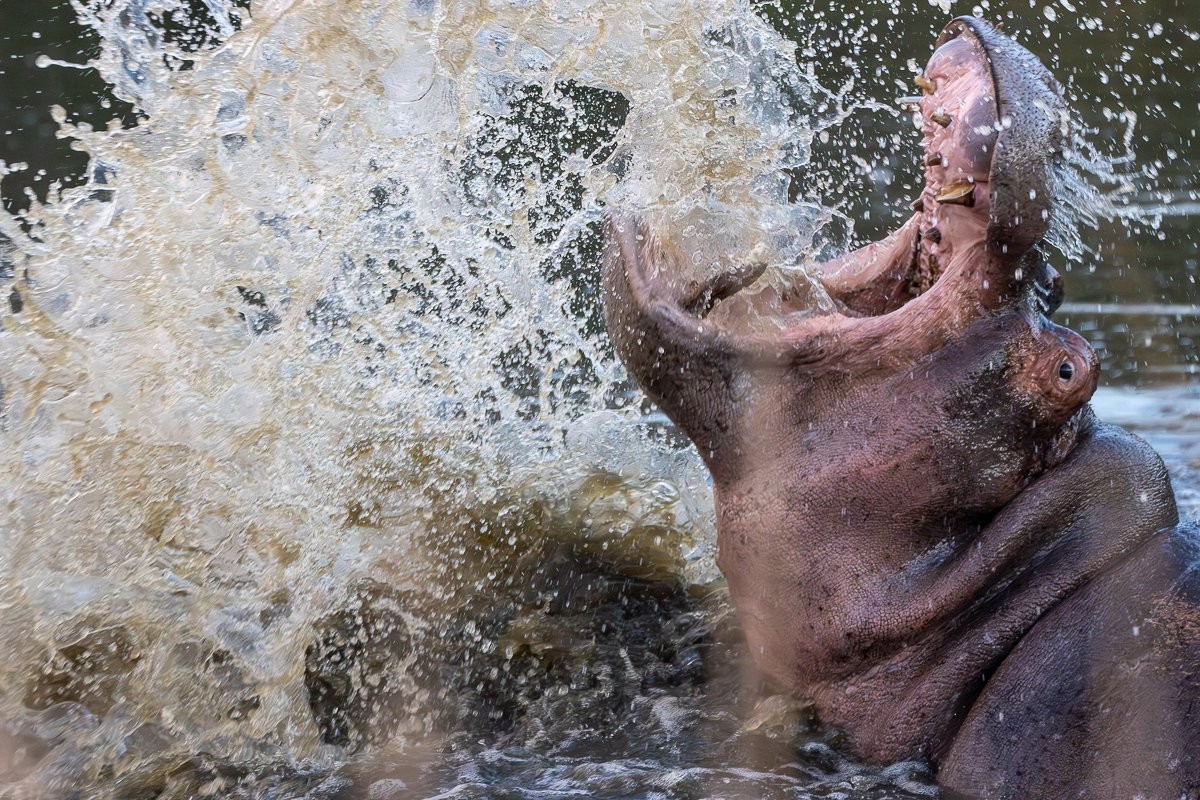 Hippos playing and splashing water