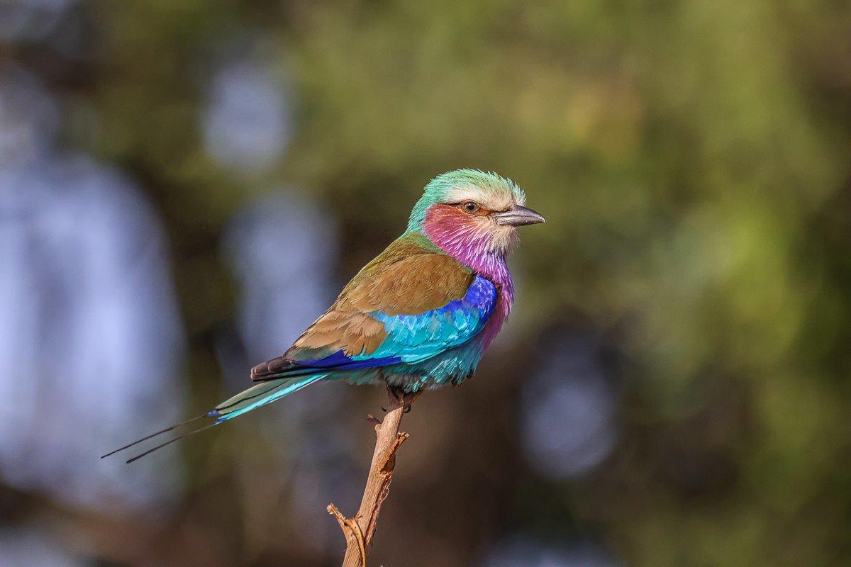 Sabi Sabi Ruan Mey Lilac Breasted Roller