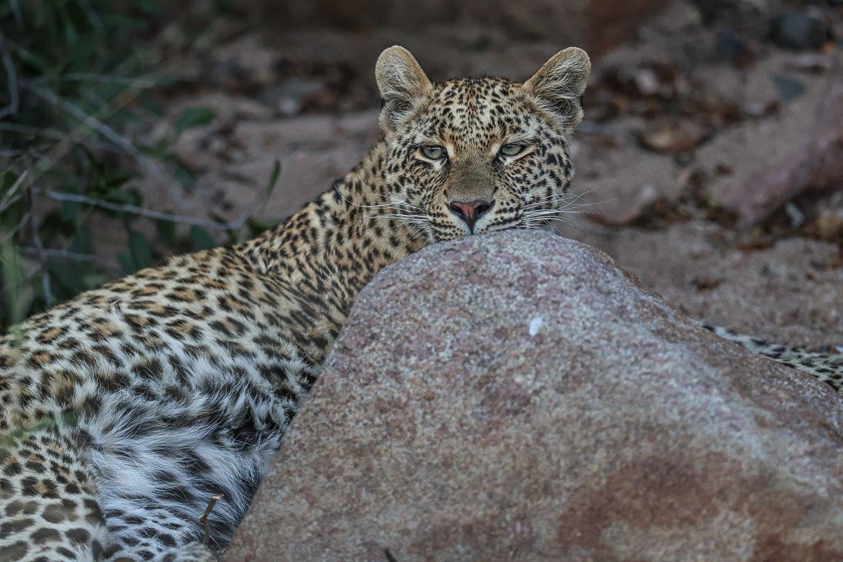 An Ntsumi cub resting next to a boulder
