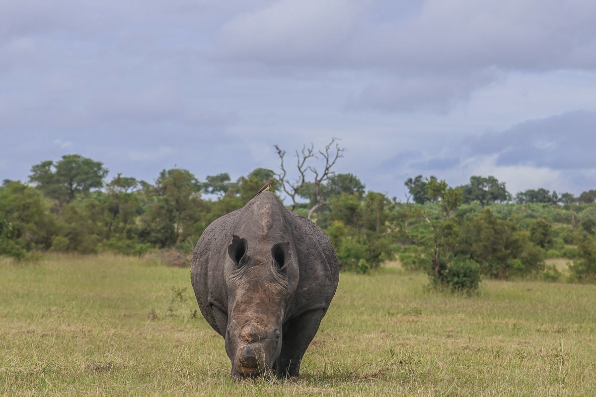 Sabi Sabi Ruan Mey Rhino Grazing Grass