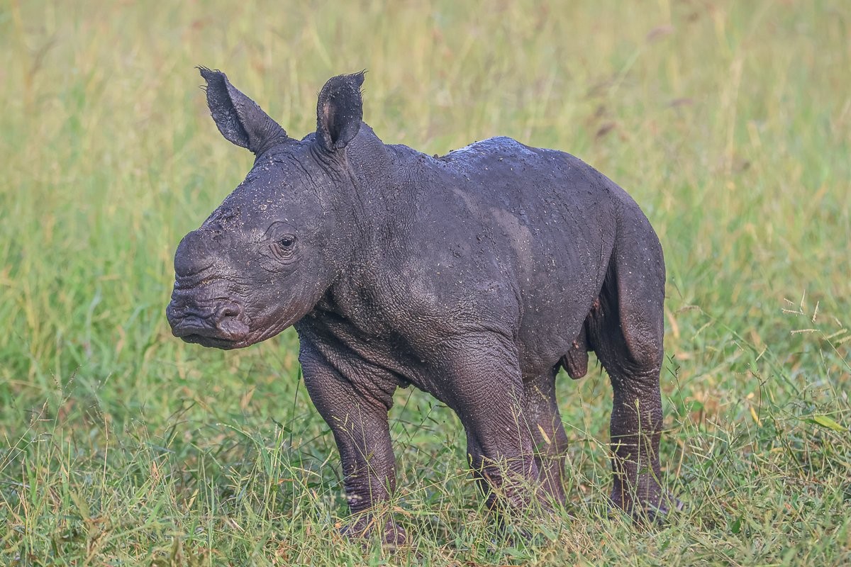 Sabi Sabi Ruan Mey Rhino Calf In Grass