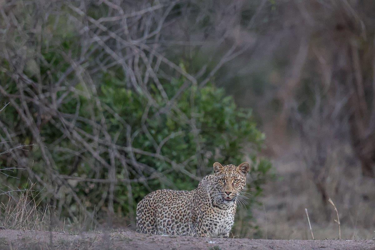 Ntsumi cub emerging from bushveld thickets