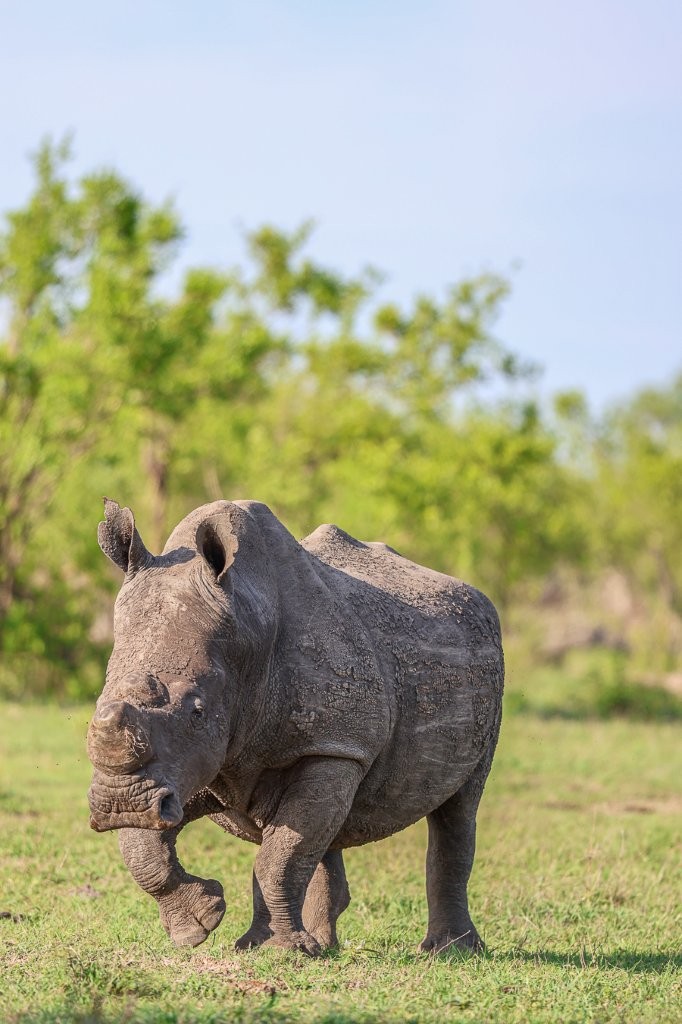 Sabi Sabi Ruan Mey Rhino Walking In Field
