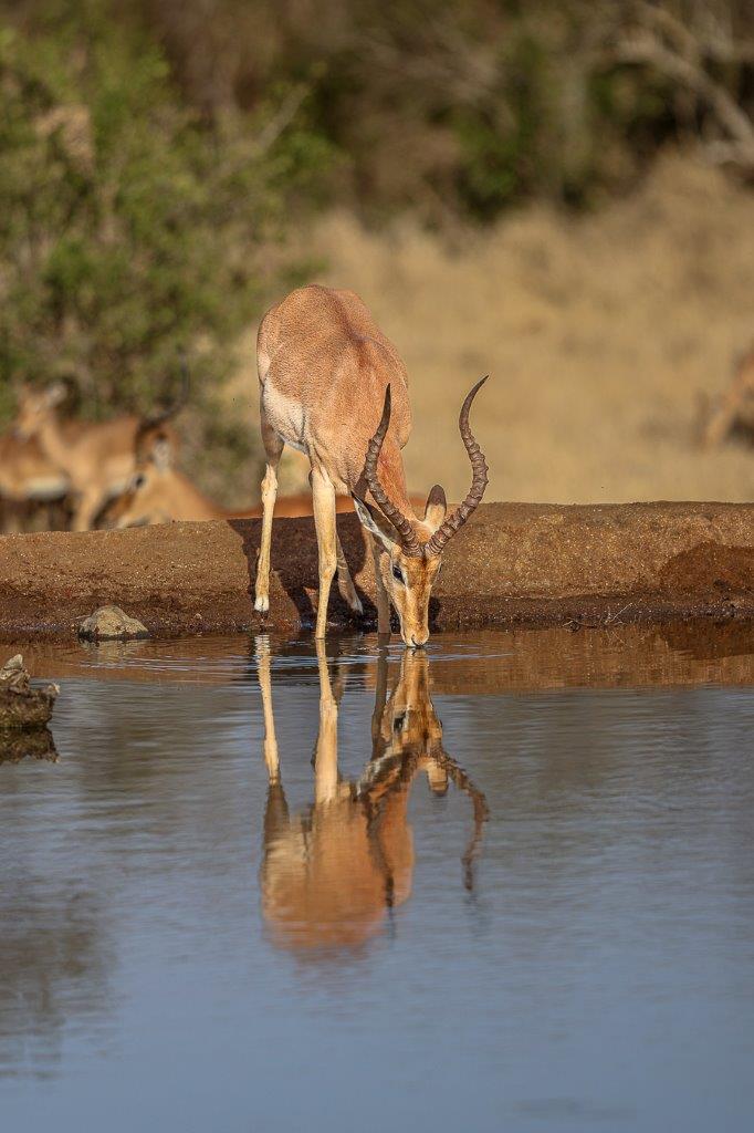 A herd of impala drinking at a waterhole.