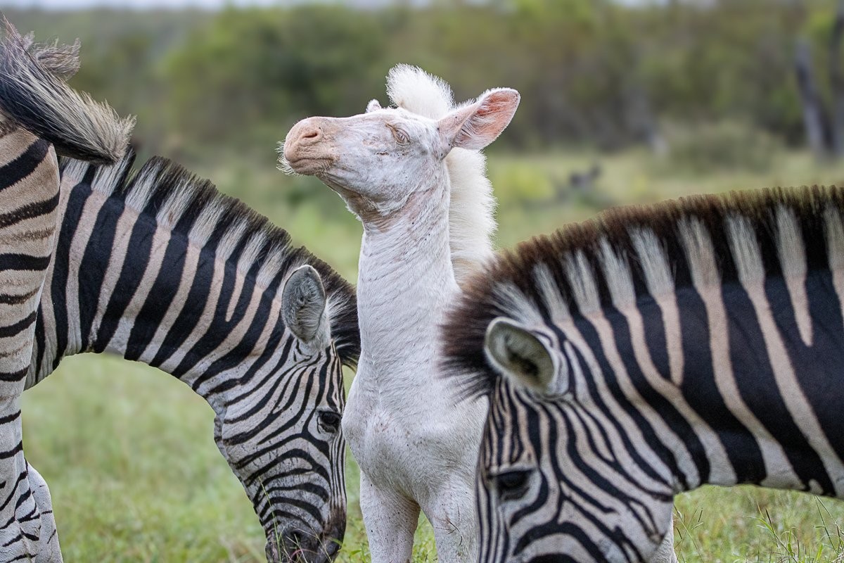 A white foal, posed as a stallion with two zebras on either side of it grazing on grass