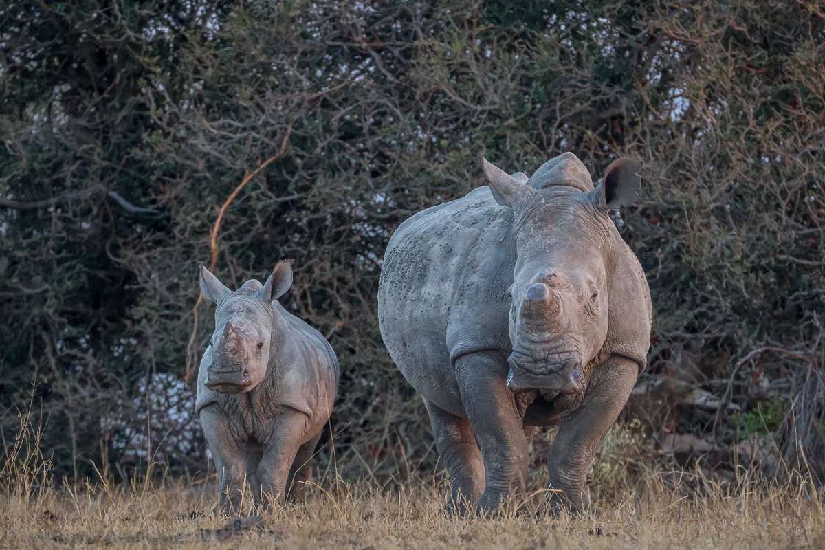 Sabi Sabi Ruan Mey Rhino Calf And Adult