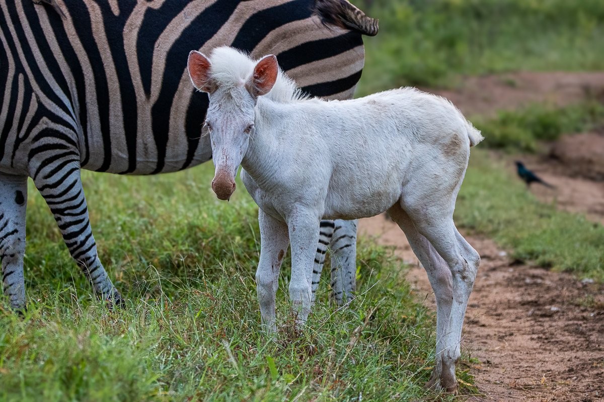 A leucistic foal standing on a grassland next to its mother