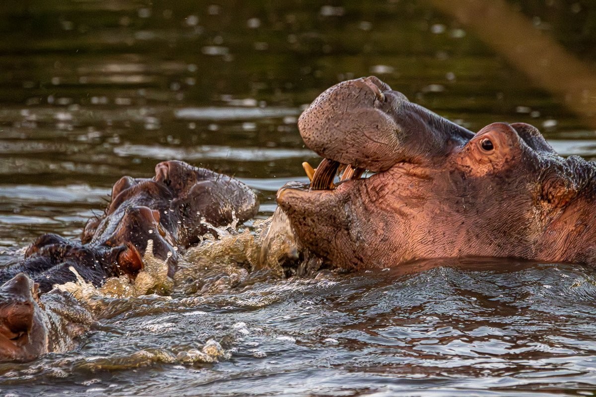 Hippos playing and cooling in a water source
