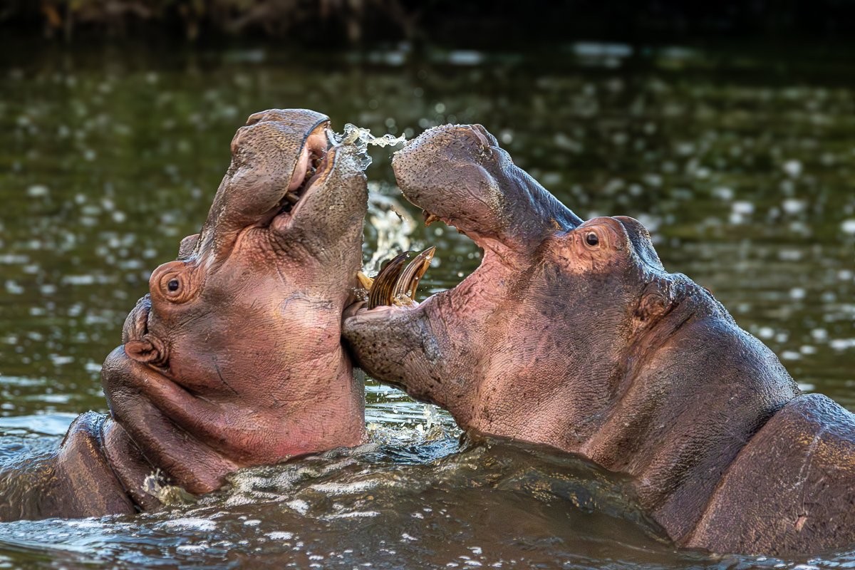Two hippos playing and nudging each other in a water pool
