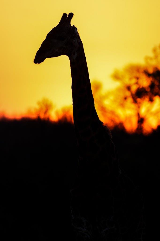 A giraffe feeding on the leaves of a tall tree in the open savanna of Sabi Sabi Private Game Reserve.