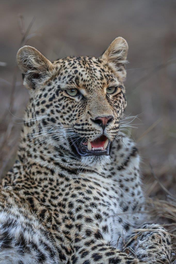 One of Ntsumi's cubs sitting on grass