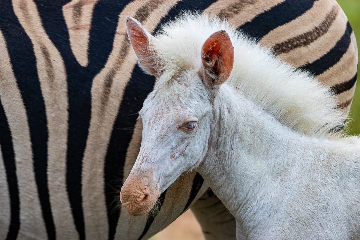 A leucistic zebra foal up-close to its mother