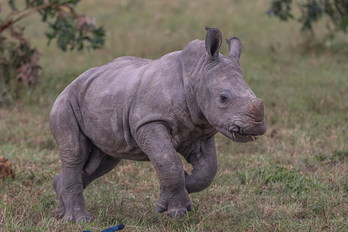 Sabi Sabi Ruan Mey Rhino Calf