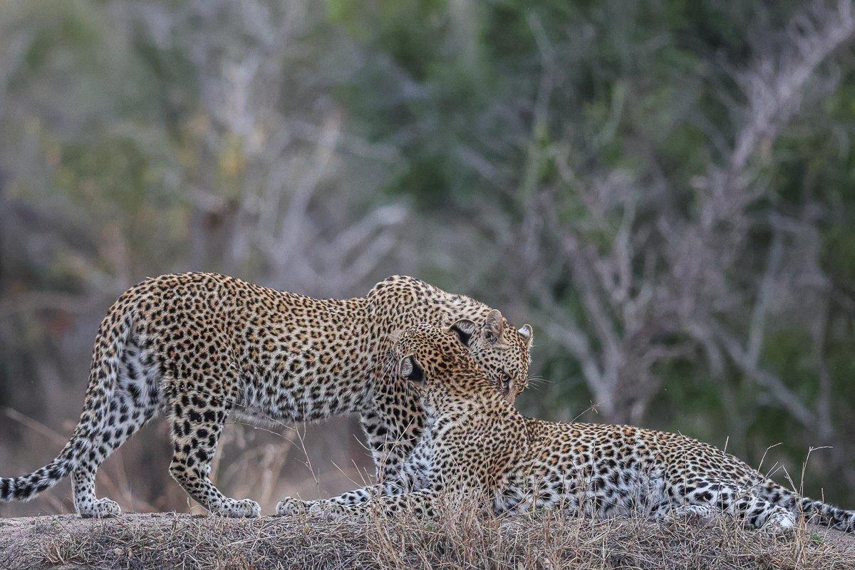 Sub-adult Ntsumi sister cubs grooming each other as they take turns to drink water