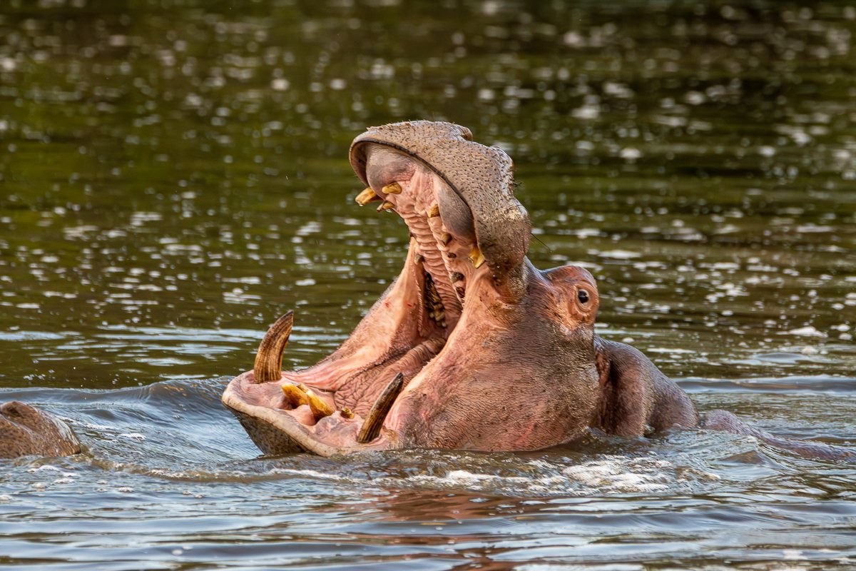 A yawning hippo showing the great depth of its mouth