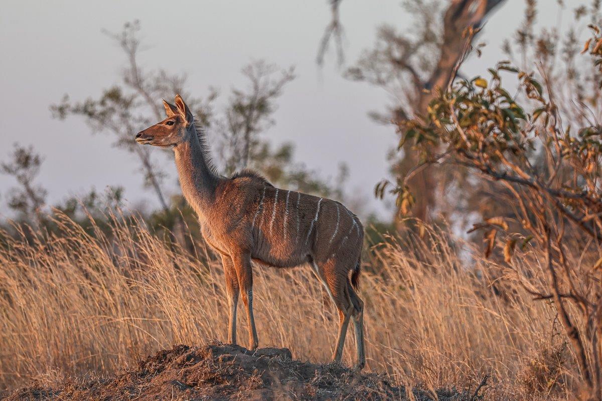 Sabi Sabi Ruan Mey Kudu