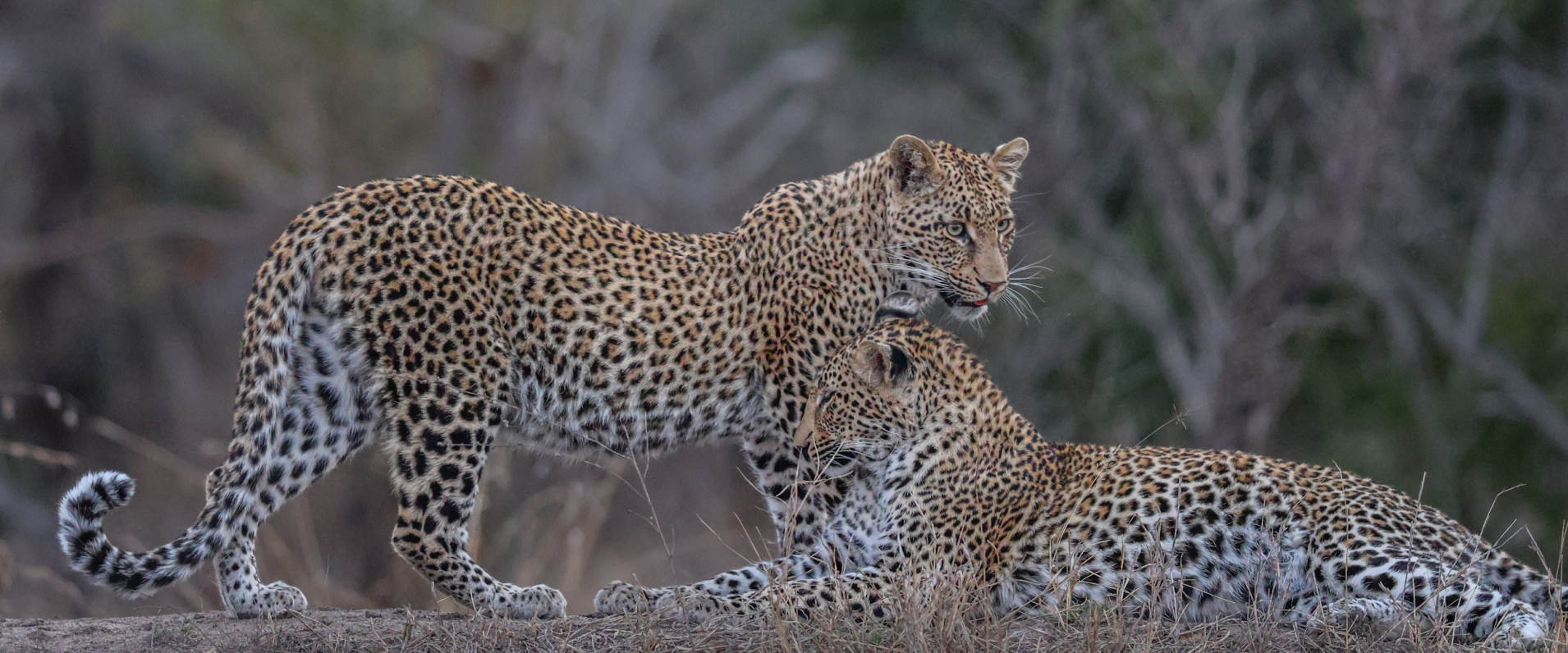 Sabi Sabi Ruan Mey Banner