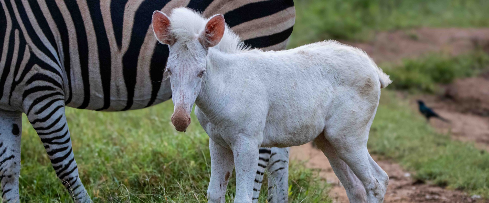 Sabi Sabi Ronald Mutero Banner