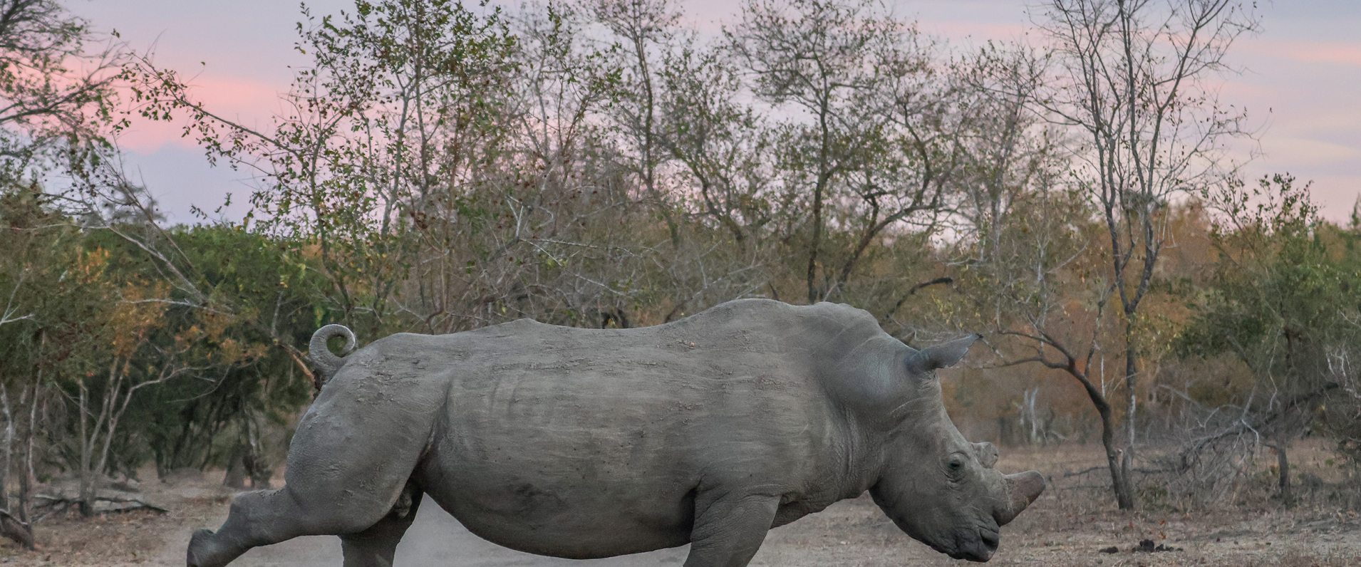 Sabi Sabi Ruan Mey Banner