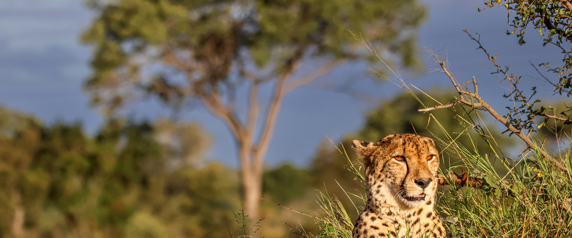 Sabi Sabi Ruan Mey Banner