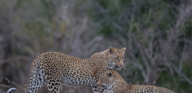 Sabi Sabi Ruan Mey Banner