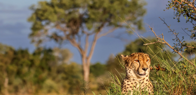 Sabi Sabi Ruan Mey Banner