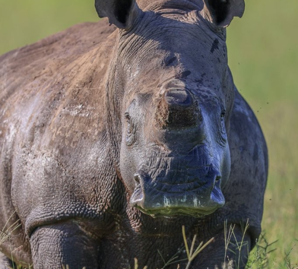 Sabi Sabi Ruan Mey Rhino Eating Grass