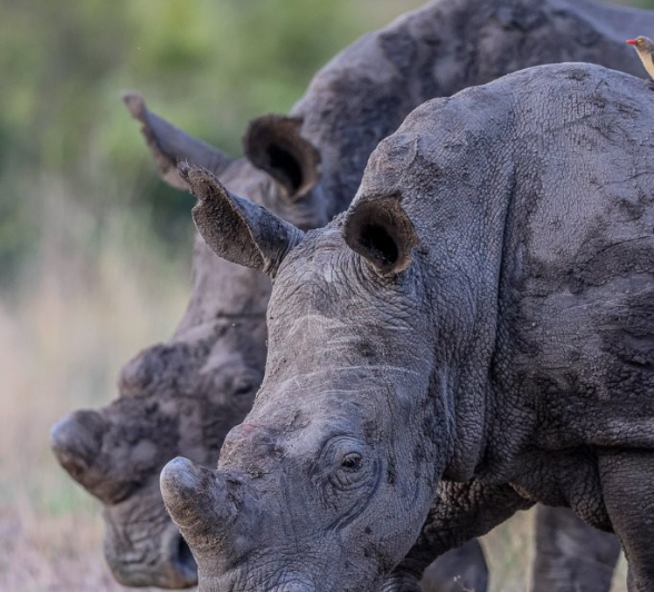 Sabi Sabi Ruan Mey Rhinos Walking